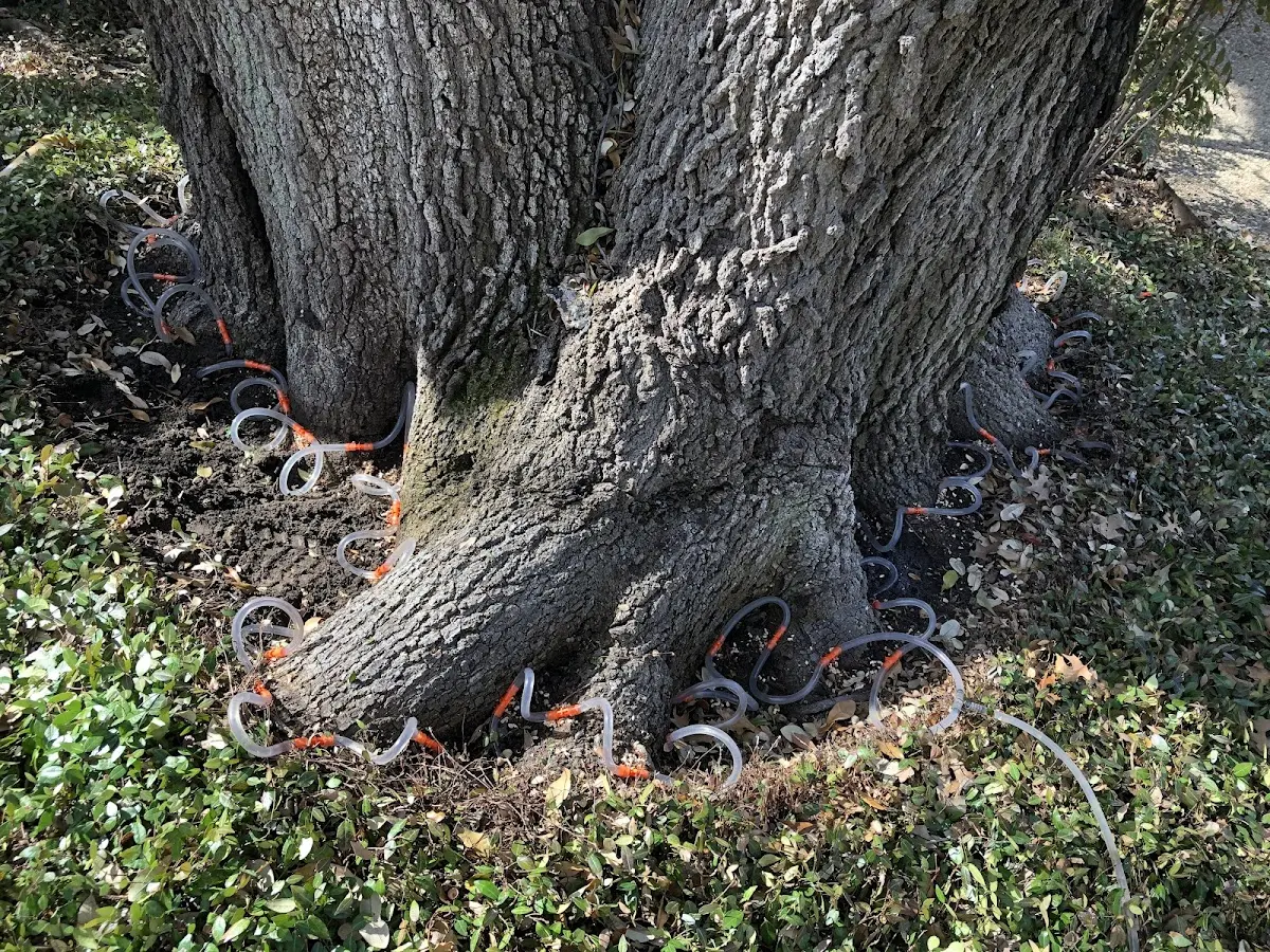Detailed Tree Cabling and Bracing job site in Ireton