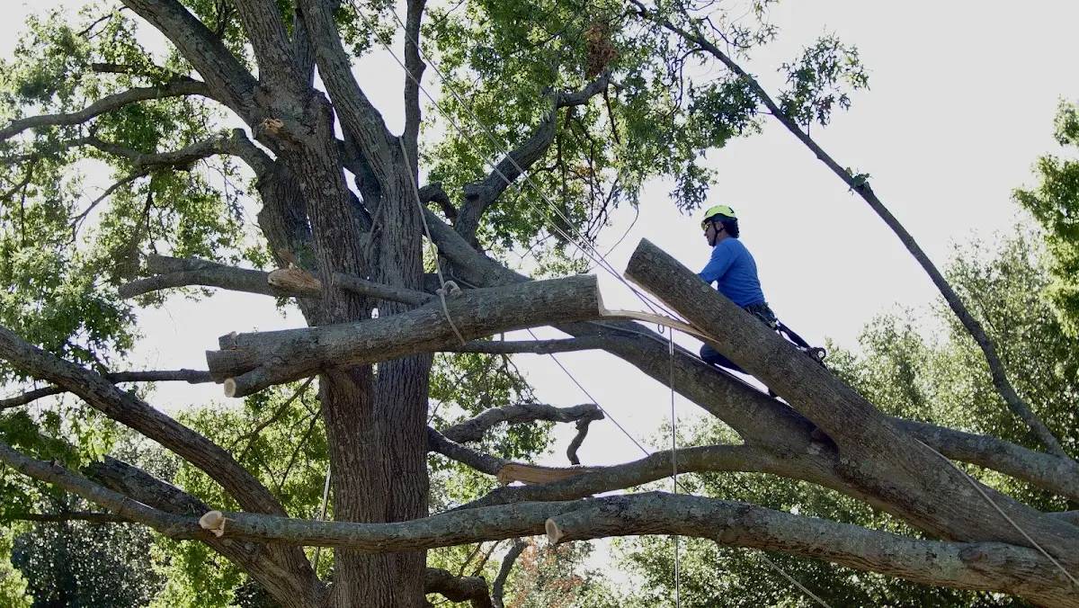 Professional Crown Thinning performed by certified arborists in Ireton