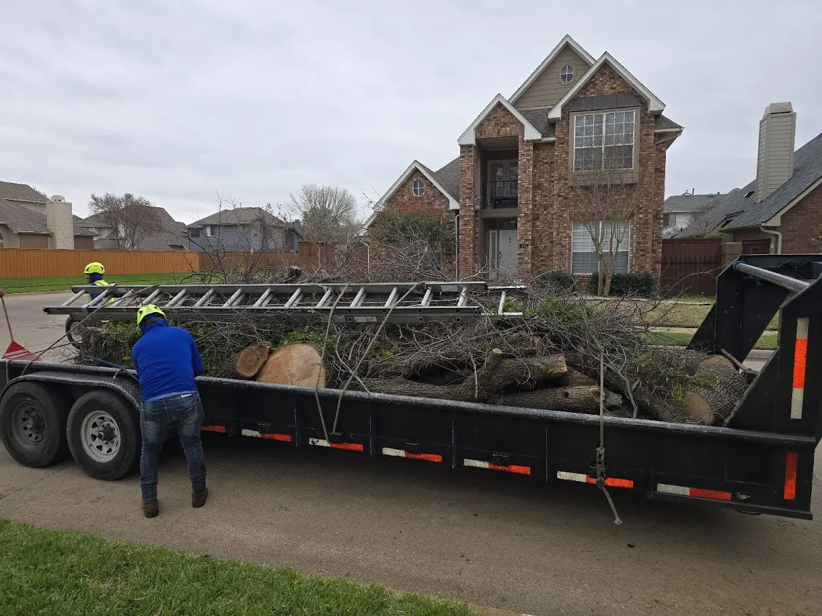 Expert Tree Pest Control with proper safety equipment in Ireton